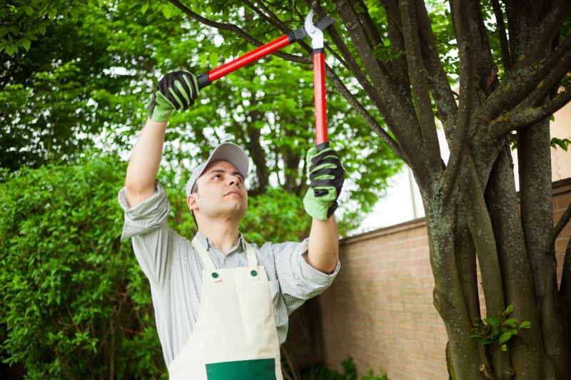 Beech Tree Pruning in San Jose, CA