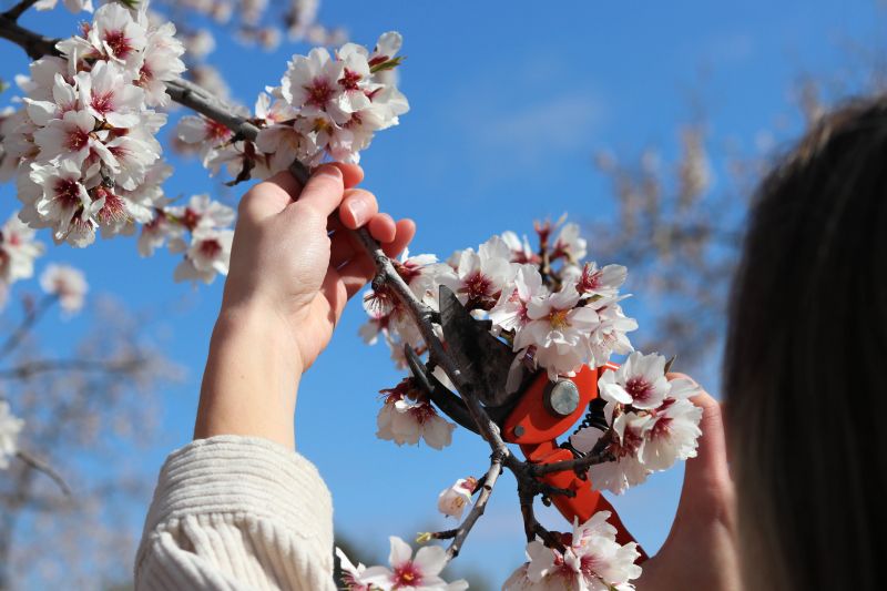 Branches Pruning in Allentown, PA