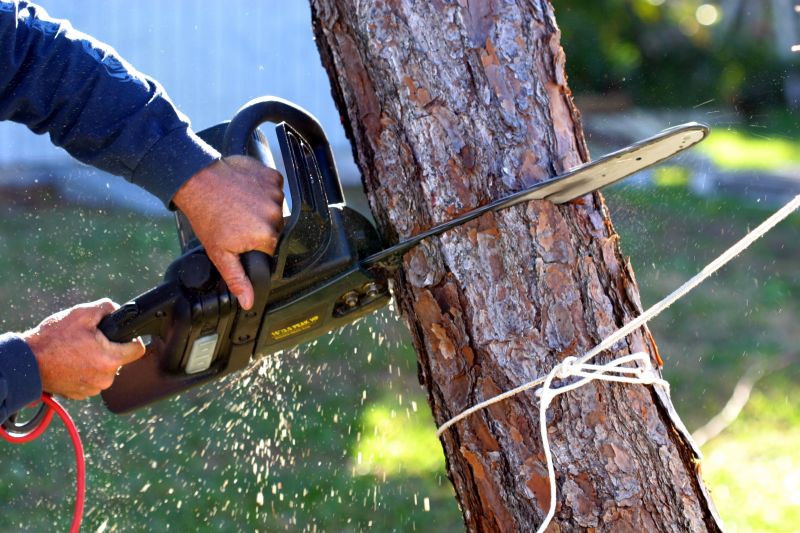 Cypress Tree Removal in Allentown, PA