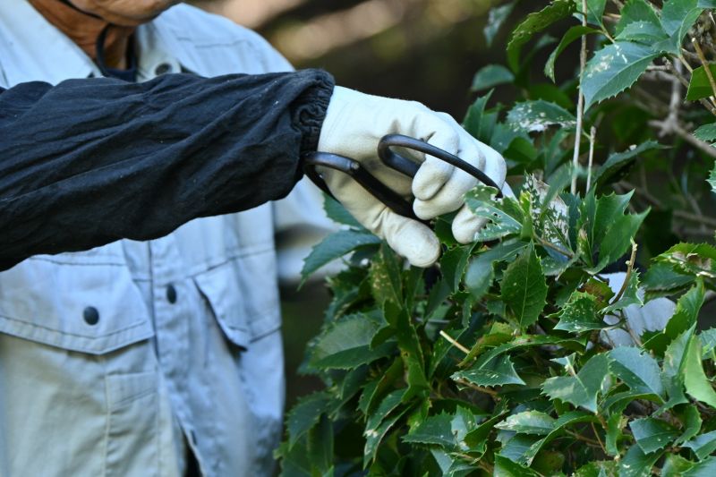 Butterfly Bush Pruning in Ventura County, CA