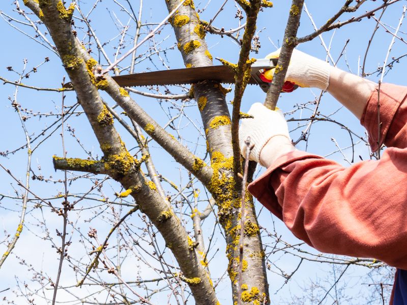 Dead Branch Removal in Allentown, PA