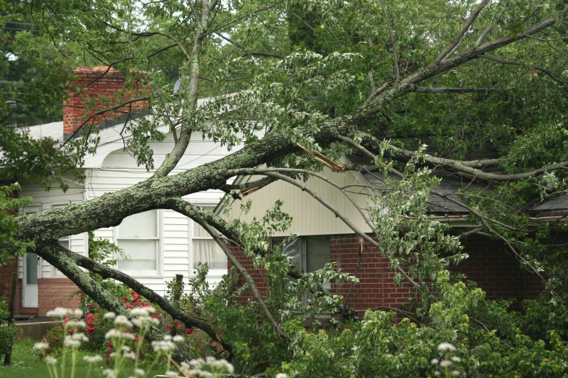 Emergency Tree Removal in Doylestown, PA