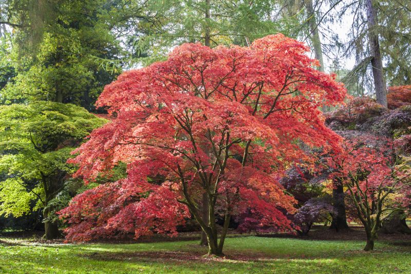 Japanese Maple Pruning in Reno, NV
