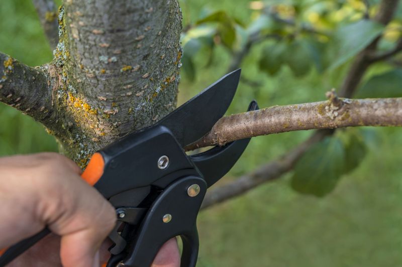 Peach Tree Pruning in Doylestown, PA