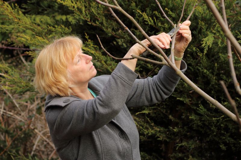 Tree Pruning in Pottstown, PA