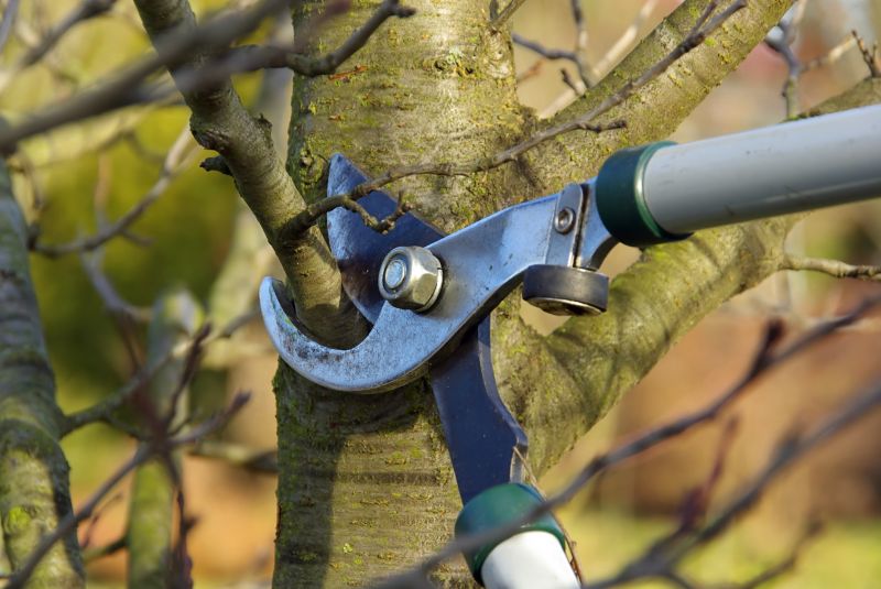 Tree Pruning in Pottstown, PA